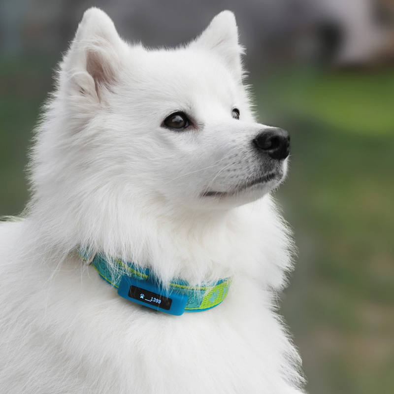 Tractive MOTION - Aktivitätstracking für Tiere