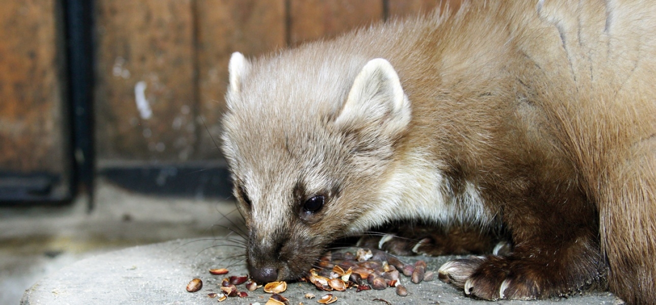 Florissa Ultraschall Marder-Schreck